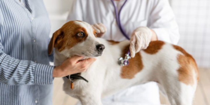 A dog at home in Hong Kong showed weak positive for Novel Coronavirus